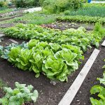 Potager Garden - healthystartwebinar.com