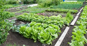 Potager Garden - healthystartwebinar.com