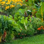 Potager Garden - healthystartwebinar.com