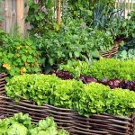 Potager Garden - healthystartwebinar.com