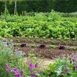 Potager Garden - healthystartwebinar.com