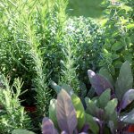 Potager Garden-healthystartwebinar.com