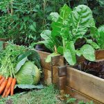 Potager Garden-healthystartwebinar.com