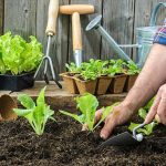 Potager Garden-healthystartwebinar.com