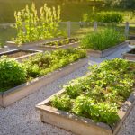 Potager Garden - healthystartwebinar.com