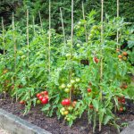 Potager Garden-healthystartwebinar.com