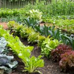 Potager Garden-healthystartwebinar.com