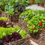 Potager Garden-healthystartwebinar.com