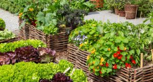 Potager Garden-healthystartwebinar.com