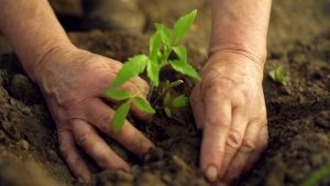 Potager Garden-healthystartwebinar.com