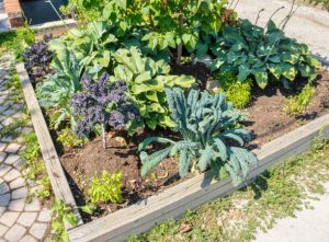 Potager Garden-healthystartwebinar.com