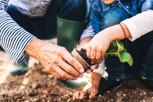 Potager Garden-healthystartwebinar.com