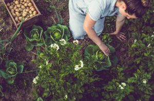 Potager Garden-healthystartwebinar.com