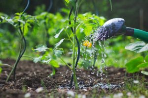 Potager Garden-healthystartwebinar.com