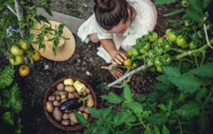 Potager Garden - healthystartwebinar.com