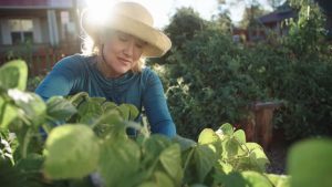 Potager Garden - healthystartwebinar.com