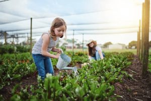 Potager Garden - healthystartwebinar.com